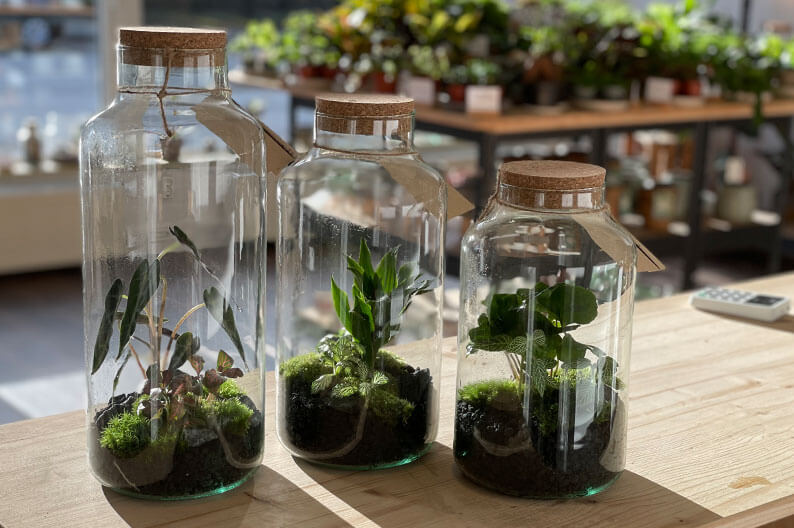 19 Geschenkidee Pflanzen Im Glas Flaschengärten von Pflanzen im Glas als besondere Geschenkidee